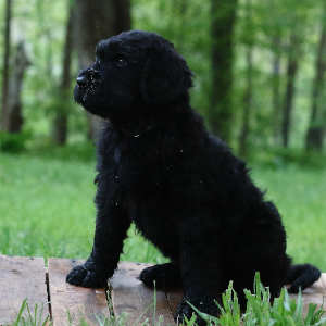 Boris