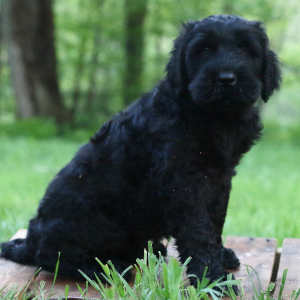 Berlioz